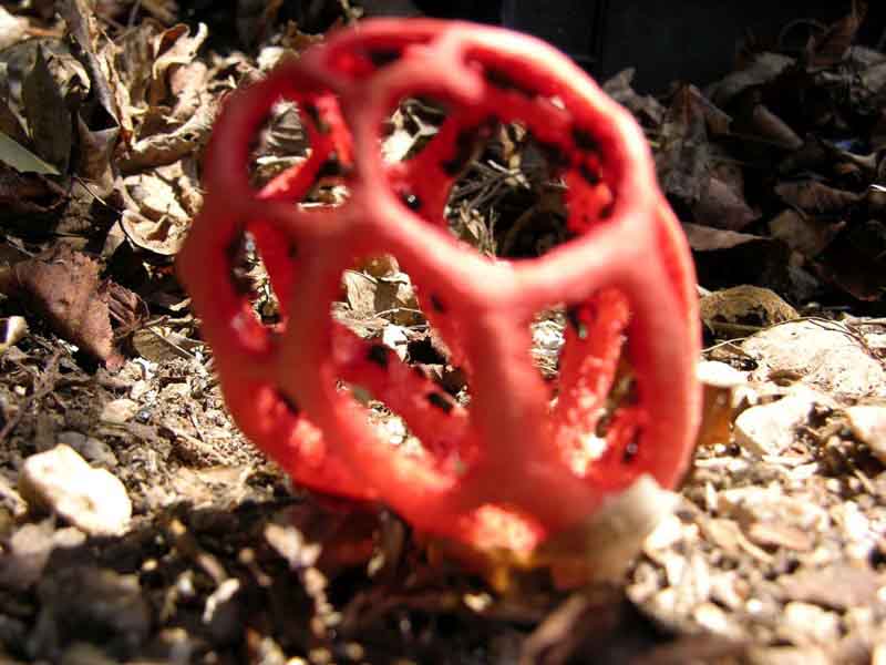 il Clathrus cancellatus si  rifatto vivo